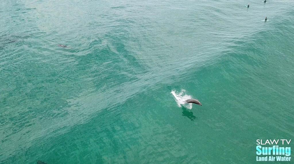 dolphins at blacks beach surfing photos and videos with aerial drone