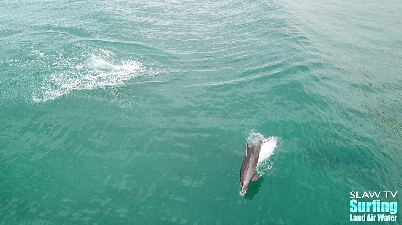 dolphins at blacks beach surfing photos and videos with aerial drone