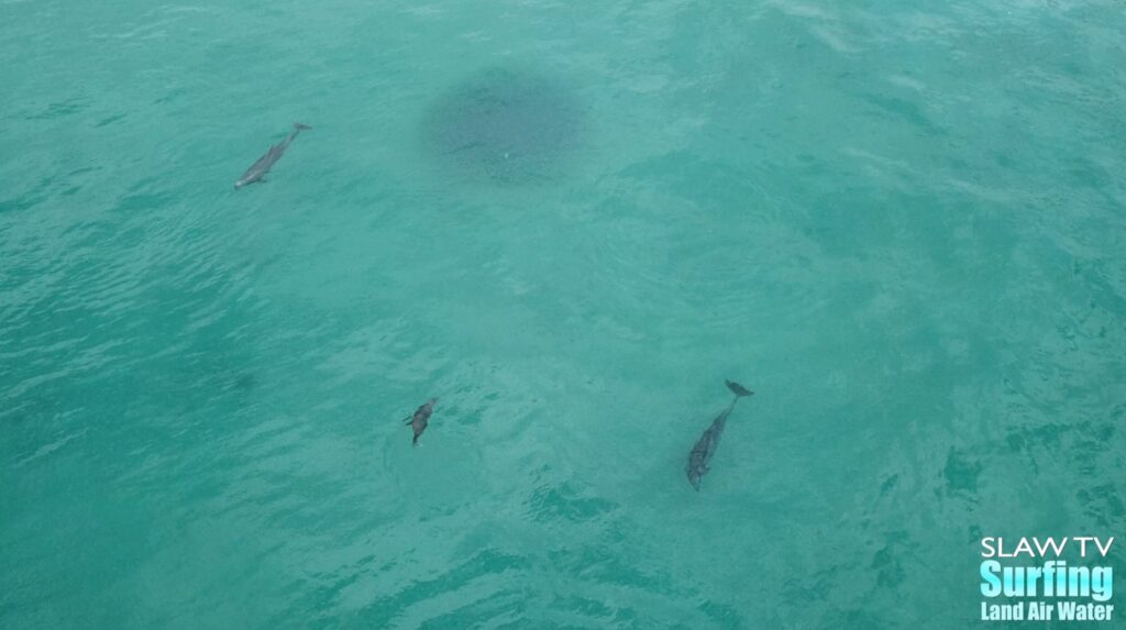 dolphins at blacks beach surfing photos and videos with aerial drone