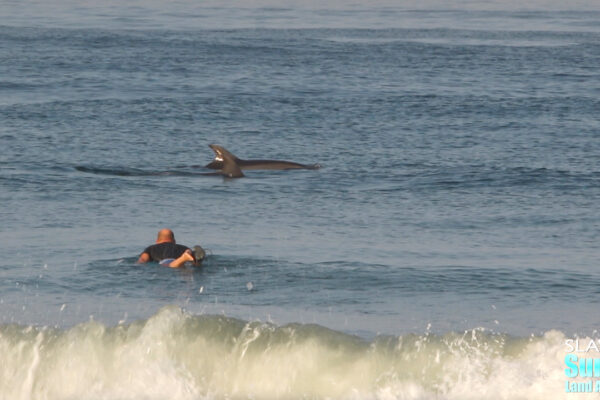 surfing with dolphins at moonlight beach in encinitas san diego