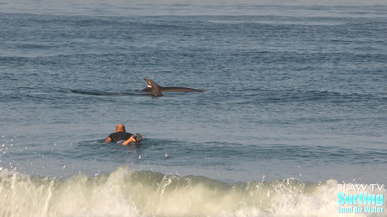 surfing with dolphins at moonlight beach in encinitas san diego