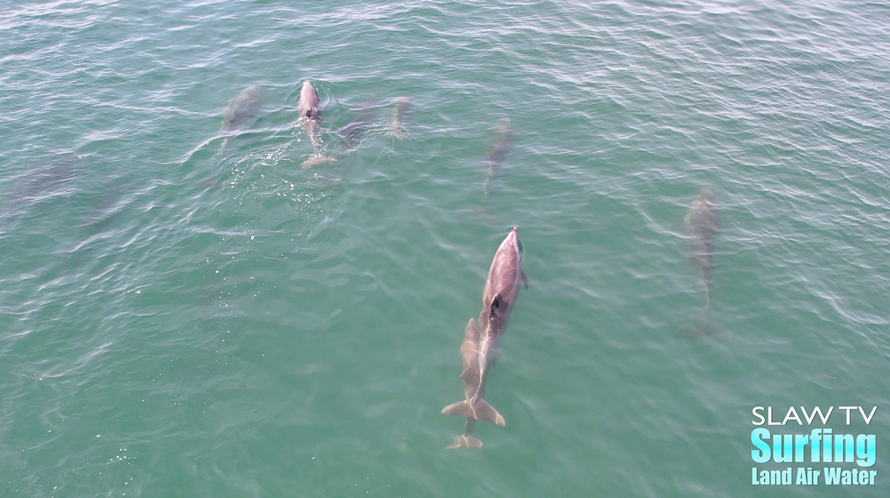 dolphins surfing in san diego photos and videos