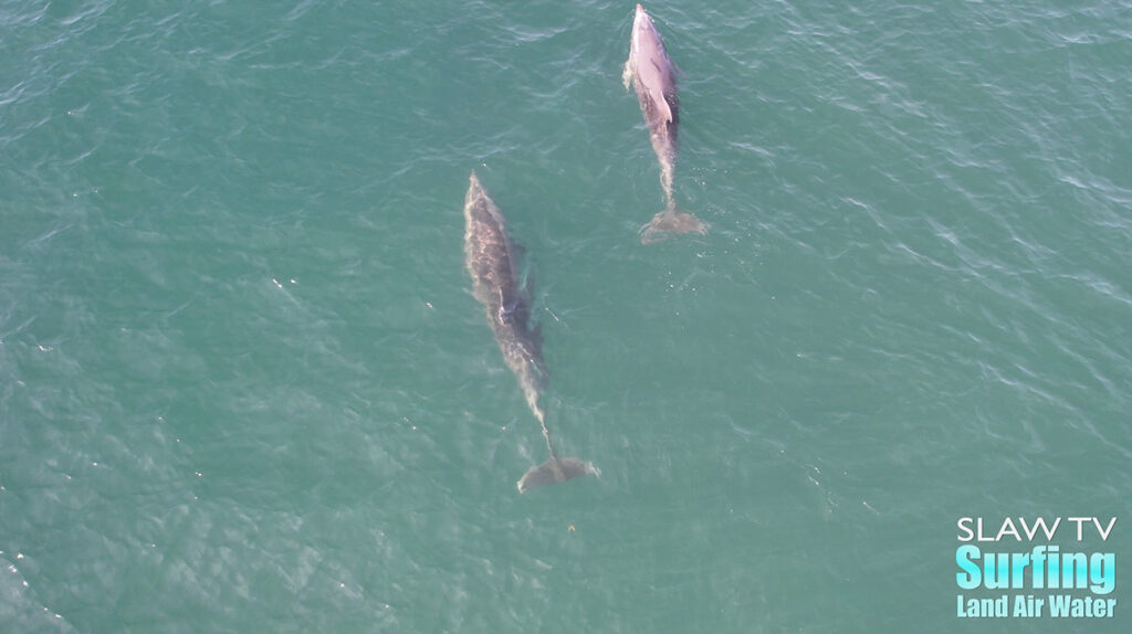 dolphins surfing in san diego photos and videos